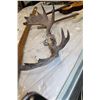 Image 2 : MOOSE ANTLERS