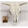 Image 1 : Cow's Skull and Photographic Print Postcard