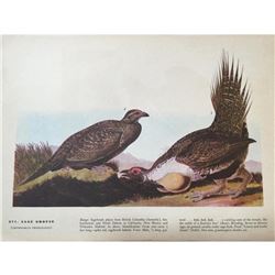 c1946 Audubon Print, #371 Sage Grouse