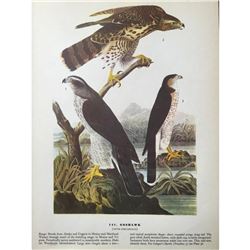 c1946 Audubon Print, #141 Goshawk