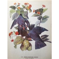 c1946 Audubon Print, White-Crowned Pigeon