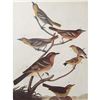 Image 1 : c1946 Audubon Print, #433 A Featured Pot-Pourri