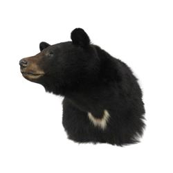 Black Bear Shoulder Trophy Mount. Height 22"