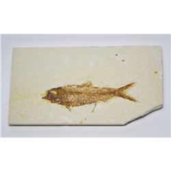 Knightia eocanea- Eocene Epoch-50myo