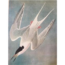 c1946 Audubon Print, #240 Roseate Tern