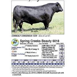 Spring Creeks Beauty 6018