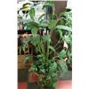 Image 1 : 4'  SILK TREE