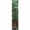 Image 1 : 7' SILK TREE