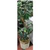 Image 1 : ARTIFICIAL TREE AND POT
