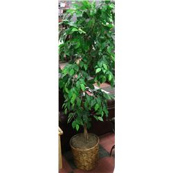 LARGE INDOOR PLANT 5.5 FEET TALL REAL WOOD STEM