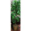 Image 1 : LARGE INDOOR PLANT 5.5 FEET TALL REAL WOOD STEM