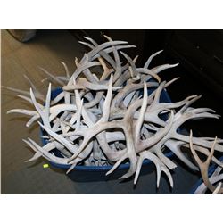 LOT OF 50LBS DEER ANTLER SHEDS