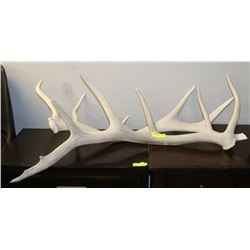 PAIR OF ELK ANTLER SHEDS