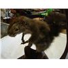 Image 2 : TAXIDERMY SQUIRELL