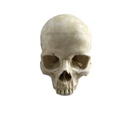 Django Unchained Calvin Candie (Leonardo DiCaprio) Hero Skull Movie Props