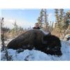 Image 3 : 7 Day Bison Hunt in the Peace Region