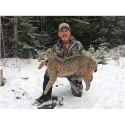 5 Day Bobcat Hunt in Southern BC