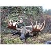 Image 5 : 10-Day Western Canadian Moose Hunt