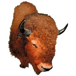 Buffalo head, wonderfully mounted, very large, great for your lodge, cabin or Western room, c.1880's