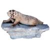 Image 1 : Mounted badger, very realistic, early 1900's, Exc. condition, 36"W x 22"H.