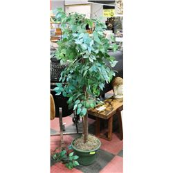 SILK PLANT APPROX 5' HIGH