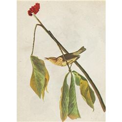 c1946 Audubon Print, #19 Louisiana Water Thrush