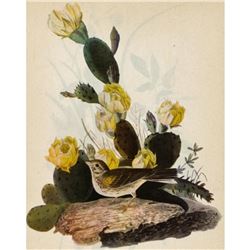 c1946 Audubon Print, Vesper Sparrow