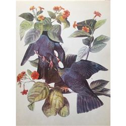 c1946 Audubon Print, White-Crowned Pigeon