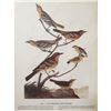 Image 2 : c1946 Audubon Print, #433 A Featured Pot-Pourri