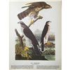 Image 2 : c1946 Audubon Print, #141 Goshawk