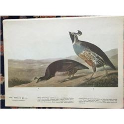 c1946 Audubon Print, #413 Valley Quail