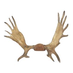 Vintage Moose Antler Mount