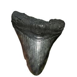 Megalodon Rock Fossil Natural Decor Collectible Specimen Shark Tooth