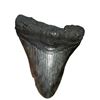 Image 1 : Megalodon Rock Fossil Natural Decor Collectible Specimen Shark Tooth