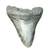 Image 2 : Megalodon Rock Fossil Natural Decor Collectible Specimen Shark Tooth