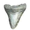 Image 3 : Megalodon Rock Fossil Natural Decor Collectible Specimen Shark Tooth