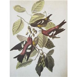 c1946 Audubon Print, # 364 White-Winged Crossbill