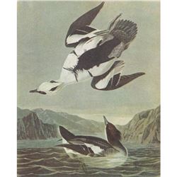 c1946 Audubon Print, #347 Smew, Diving Duck