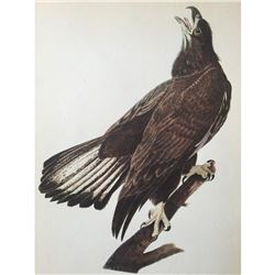 c1946 Audubon Print, #126 Bald Eagle