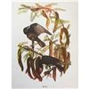 Image 1 : c1950 Audubon Print, Fish Crow