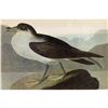 Image 1 : c1946 Audubon Print, Greater Shearwater #283