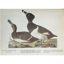 c1946 Audubon Print, #294 Ring-Necked Duck