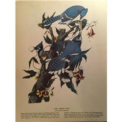 c1946 Audubon Print, #102 Blue Jay