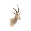Image 1 : Springbok Shoulder Trophy Mount.