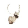 Image 2 : Caribou Shoulder Trophy Mount