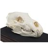 Image 1 : Large Bear Skull. Length 14" (with Display Case)