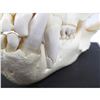 Image 2 : Large Bear Skull. Length 14" (with Display Case)