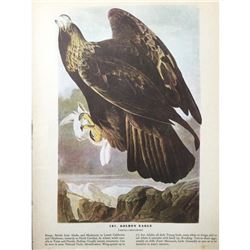c1946 Audubon Print, #181 Golden Eagle
