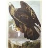 Image 2 : c1946 Audubon Print, #181 Golden Eagle