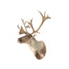 Image 2 : Caribou Shoulder Trophy Mount. Height 48"; Width 36"